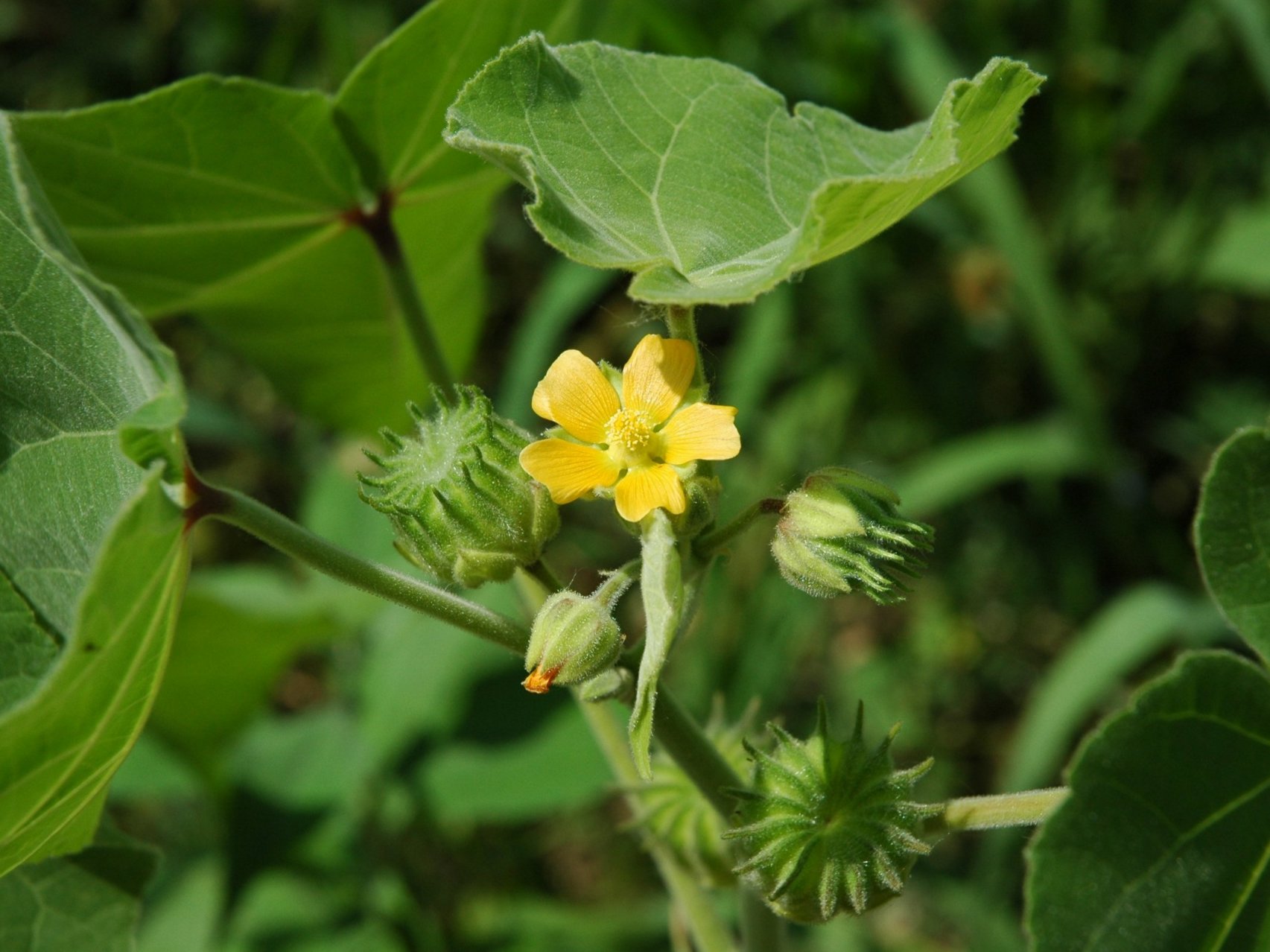 Fiore giallo lungo il fiume - Abutilon theophrasti